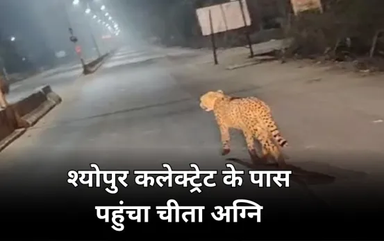 श्योपुर में अग्नि की दहशत: कलेक्ट्रेट कार्यालय के बाहर पहुंचा चीता, श्योपुर के जंगल से हुआ है फरार