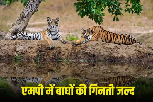 MP Tiger Census 2026: बाघों की गणना का दूसरा चरण जल्द होगा शुरू, नए टाइगर रिजर्व भी शामिल, पूरी प्रक्रिया होगी पेपरलेस