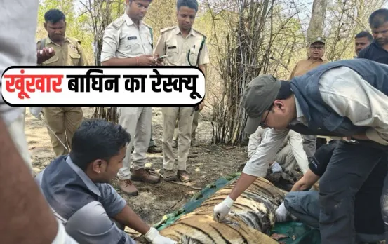 MP Umaria Bandhavgarh Tiger Attack (2)