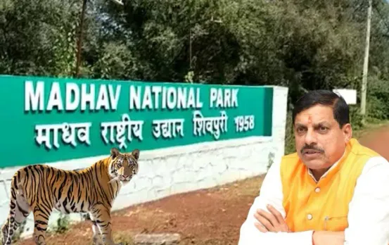 Madhav National Park: सीएम मोहन यादव 9वें टाइगर रिजर्व 'माधव' का करेंगे शुभारंभ, बाघ-बाघिन को छोड़ेंगे