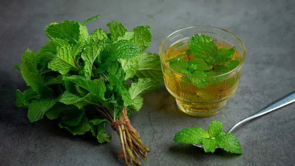 Mint Leaf Benefits