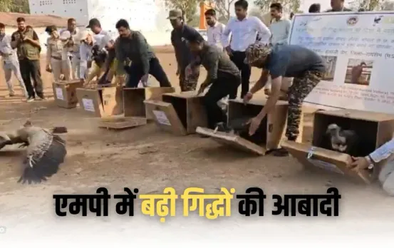 Mp State Forest Department survey vultures