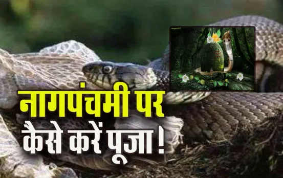 Naag-Panchami-2025-Puja-Vidhi-Snake-Skin-Astro-Tips