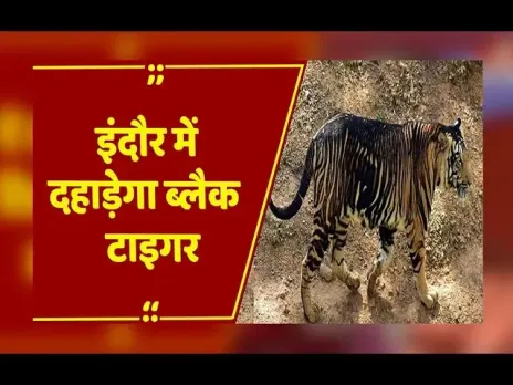 MP News : मध्य प्रदेश को मिलेगी नई पहचान! इंदौर चिड़ियाघर में जन्म ले सकता है काला टाइगर