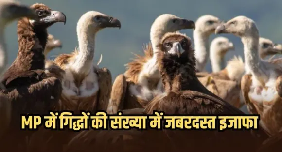 गिद्धों को रास आ रहा मध्यप्रदेश: टाइगर-चीता के स्टेट में इतनी हुई संख्या, वन विहार में सफेद पीठ वाले गिद्ध