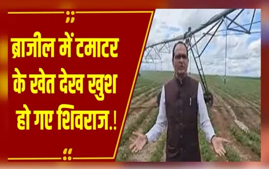 Shivraj Brazil Tour: अब देश में सिंचाई का ये अनोखा तरीका अपनाएंगे किसान, ब्राजील में टमाटर की खेती देख क्या बोले Shivraj