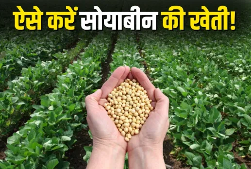 Soybean Farming