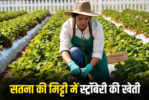 Strawberry Farming Success Story