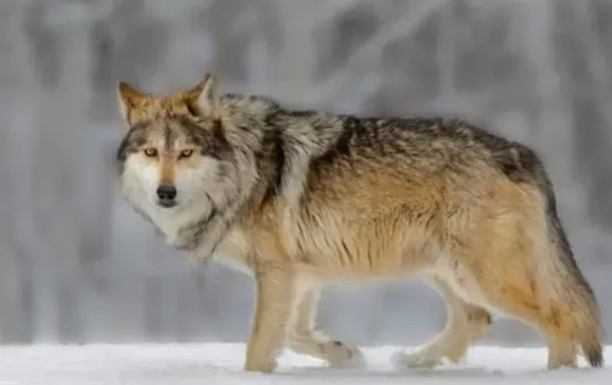 Bahraich Wolf Attack: 12 घंटे में पांच लोगों पर हमला, चार बच्चे घायल, गांवों में दहशत और रात्री पहरे से बढ़ी चिंता