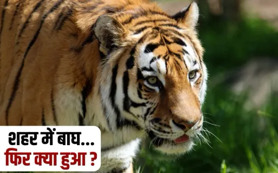 Chhattisgarh Tiger