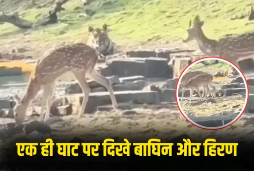 Tiger and Deer Viral Video