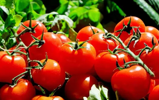 Tomato Prices in MP: मध्यप्रदेश के किसानों की मुश्किलें, टमाटर की बंपर पैदावर, लेकिन दामों में भारी गिरावट