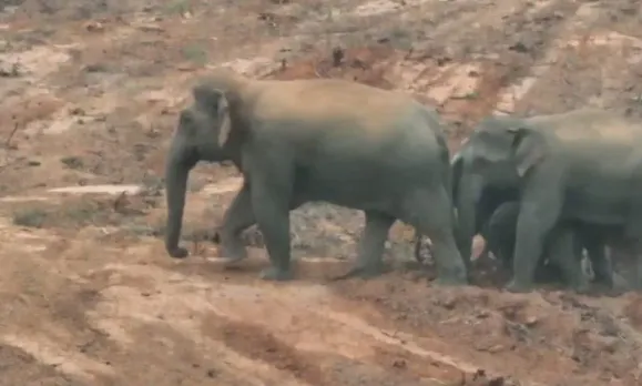 Raigarh Elephant Attack: