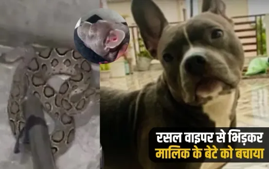 UP Meerut Mini mini dog saved owner son sacrificing life bitten 26 times zxc ..'