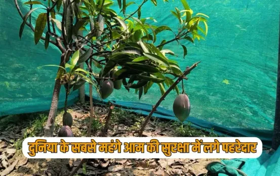 UP Varanasi farmer grew Miyazaki mango worth lakhs rupees zxc