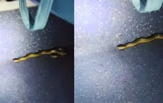 Garib Rath Express के बाद अब इस ट्रेन में दिखा सांप: AC कोच में मची अफरा-तफरी, जबलपुर में स्नैक कैचर ने किया रेस्क्यू