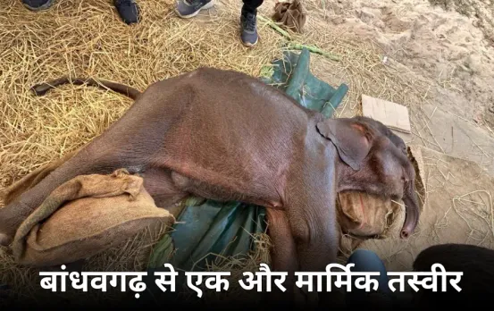 बांधवगढ़ में एक और हाथी की मौत: इलाज के दौरान बेबी एलिफेंट ने तोड़ा दम, हाथियों की मौत का आंकड़ा 11 पहुंचा