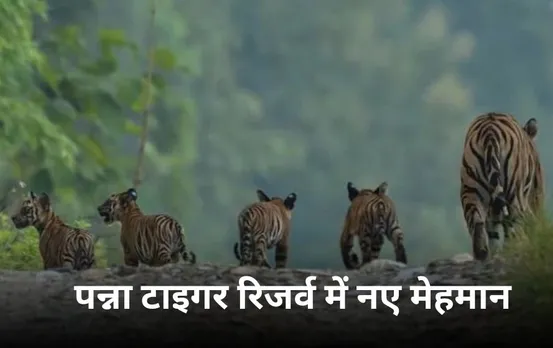 Panna Tiger Reserve: पन्ना टाइगर रिजर्व में 1 साल बाद आए नन्हें मेहमान, बाघिन P141 के 4 शावकों को देख बन जाएगा आपका दिन
