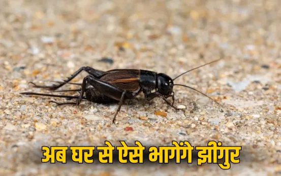 Natural Pest Control: घर में झींगुर से हैं परेशान ? तो अपनाएं ये घरेलु उपाए, चुटकियों में मिलेगा फायदा