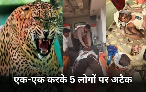 रीवा में तेंदुए के हमले से दहशत में गांव: एक-एक कर 5 लोगों पर किया हमला, 3 की हालत गंभीर, इलाके में सर्च ऑपरेशन जारी