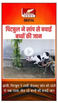 VIRAL VIDEO: पिटबुल ने सांप से ऐसे बचाई बच्चों की जान, सोशल मीडिया पर वीडियो हुआ वायरल