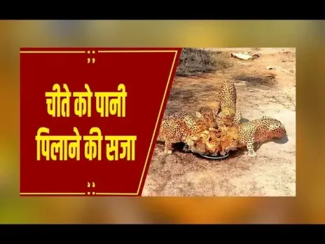 श्योपुर: चीते को पानी पिलाने की सजा, DFO ने युवक को नौकरी से निकाला, वीडियो वायरल होने के बाद हुआ एक्शन