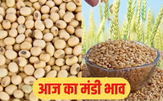 Indore Mandi Bhav: किसानों के खिले चेहरे, गेहूं-सोयाबीन जबरदस्त उछाल, सब्जियों और फलों के उतार-चढ़ाव, जानें मंडी भाव