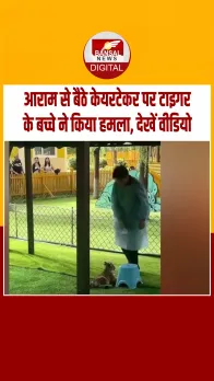 Viral Video: बेफिक्र बैठे हुए केयरटेकर पर टाइगर के बच्चे ने किया हमला, देखें फिर क्‍या हुआ