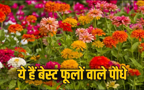 Gardening Tips: सितंबर में लगाएं ये 5 खास फूलों वाले पौधे, कम देखभाल में खिलेगा रंग-बिरंगा गार्डन