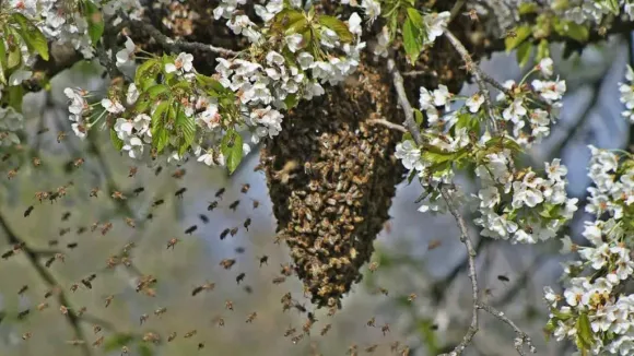 Rajnandgaon bee attack