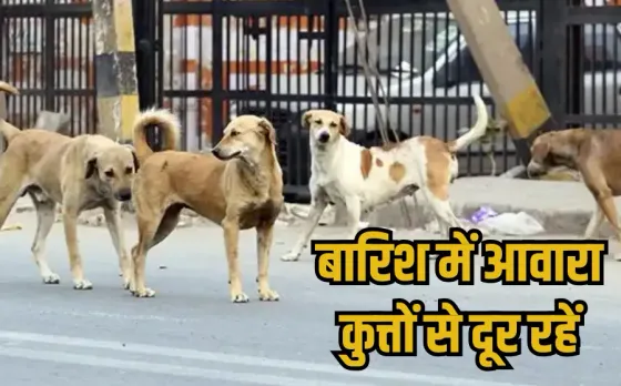 Dog Bite Alert: बरसात में आक्रामक हुए स्ट्रीट डॉग, नगर निगम अलर्ट, एडवाइजरी जारी, इस नंबर पर कर सकते हैं शिकायत