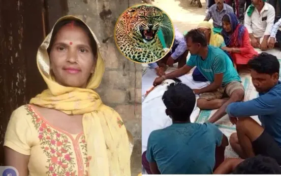 bijnor-leopard-attack-operation-guldar-starts hindi news zxc