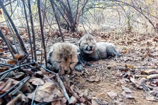 Kuno National Park: कूनो नेशनल पार्क से मिली खुशखबरी, मादा चीता वीरा ने 2 शावकों को दिया जन्म