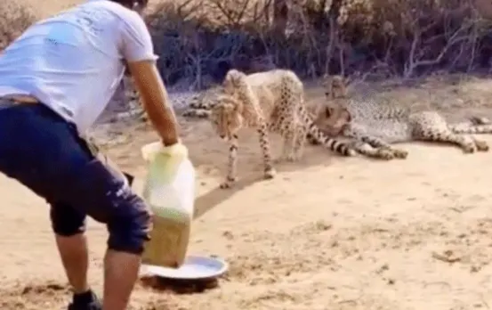 कूनो में चीतों को पानी पिलाने पर बवाल: ड्राइवर को निकाला, वीडियो बना रहे फॉरेस्ट गार्ड पर एक्शन नहीं, कार्रवाई पर सवाल