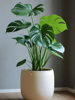 1c2a0f667ca99e56b60ce3a48985967a