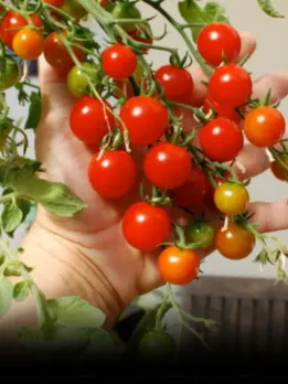 Garden Vegetables October kitchen Gardening Tips hindi news