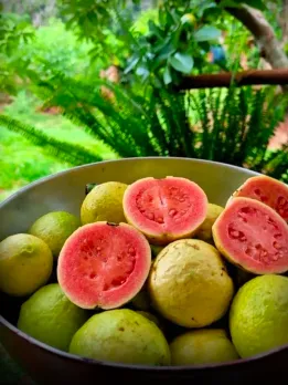 Gauva Benefits in Winter 8