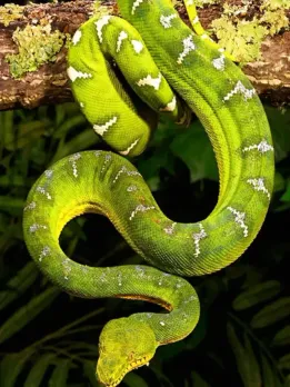 Plants Attracting Snakes avoid planting near home