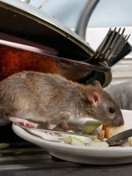 chuhe bhagane ke upay