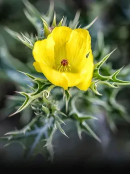 Mexican Prickly Poppy