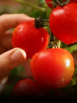 Vegetables to grow in the garden during rain Gardening Tips for Rainy Season hindi news