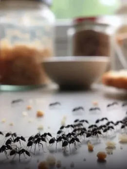 garmi me chiti kaise bhagaye