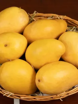 3 Kg Sharad Pawar Mango Dattatraya Gadge Maharashtra