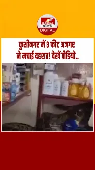 उत्तरप्रदेश के कुशीनगर में बंद दुकान में घुसा 8 फीट का अजगर, मची अफरातफरी