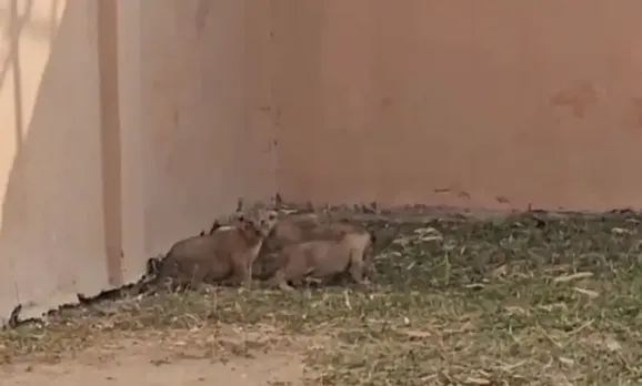 Etawah Lion Safari Park: शेरनी रूपा दूसरी बार बनी मां, 3 शावकों को दिया जन्म, पार्क में अब 21 एशियाई शेर