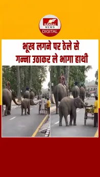 भूख लगने पर ठेले से फल उठाकर भागता दिखा नन्हा हाथी, सोशल मीडिया पर Video हो रहा Viral