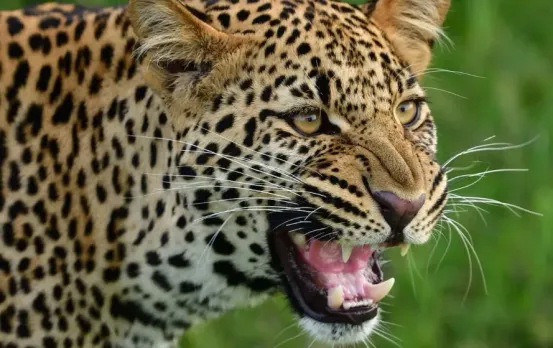 Leopard Attack In Maharajganj: तेंदुए के हमले से दहला महाराजगंज, अब तक चार घायल, गांव में सन्नाटा, मुस्तैद हुआ प्रशासन