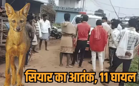 Chhindwara Jackal Attack: पहले स्कूल में घुसा सियार, गांव में मचाया आतंक, 6 बच्‍चों समेत 11 लोग घायल, लोगों ने मार डाला