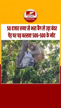 नोटों से भरा बैग ले उड़ा बंदर, पेड़ से करने लगा पैसों की बारिश, लूटने में व्यस्त रहे लोग