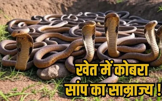 Cobra Snake: MP में झोपड़ी से निकला कोबरा का कुनबा, एक साथ इतने सांप देख दशहत में लोग, 50 से ज्यादा सांपों का रेस्क्यू